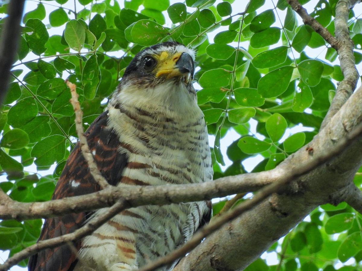 Finca Ecoturistica Los Jagueyes Baraya 外观 照片