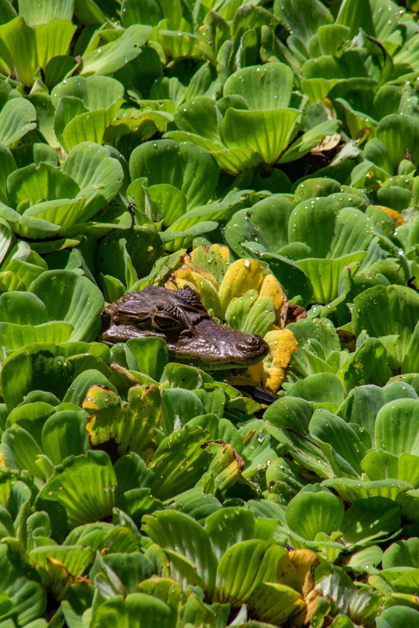 Finca Ecoturistica Los Jagueyes Baraya 外观 照片